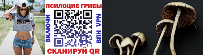 Псилоцибиновые грибы мицелий  где купить наркотик  Зея 